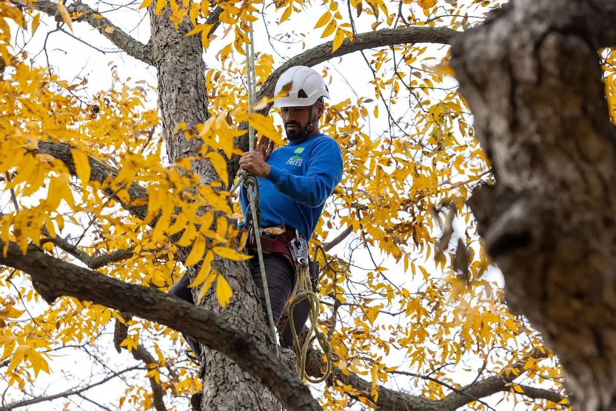 Skilled Tree Pruning crew working in Diana